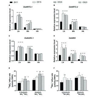 The Expression Pattern Of OsMYB305 Responded To Nitrogen A The