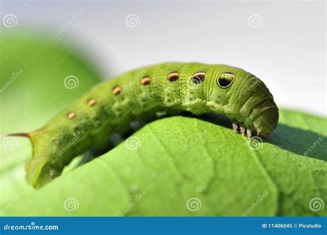 Green Caterpillar With Horn On Tail Royalty-Free Stock Photography ...