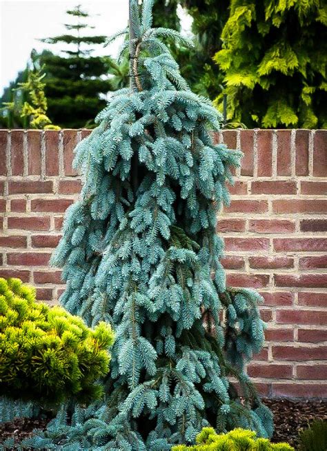 The Blues Weeping Colorado Spruce Trees For Sale | The Tree Center