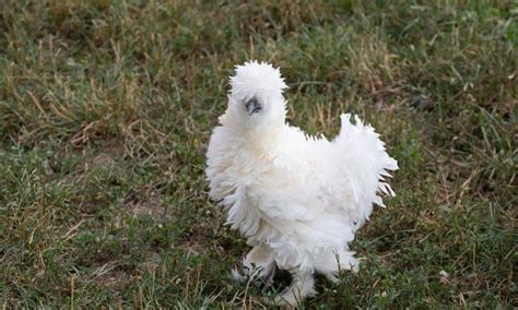 Rare Silkie Chicken Colors Varieties With Pictures