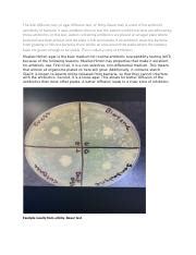 The Disk Diffusion Test Docx The Disk Diffusion Test Or Agar