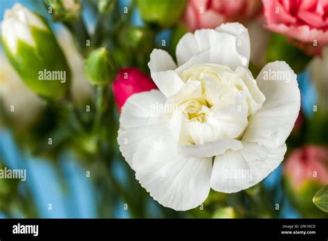 White Carnation flower closeup Stock Photo - Alamy