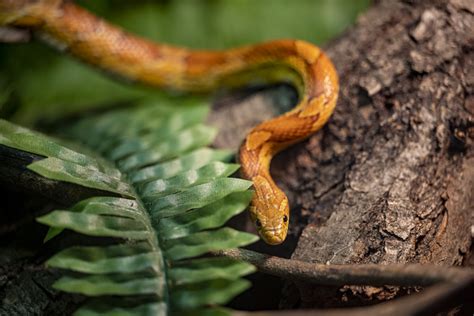 Užovka červená ZOO Bratislava