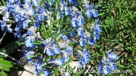 San Diego Daily Photo: Pretty Rosemary Flowers