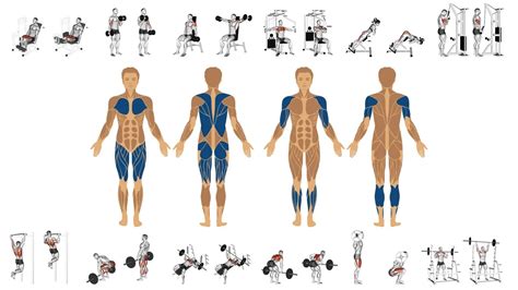 Hyperextensions So Funktioniert Das R Ckenstrecken Am Ger T