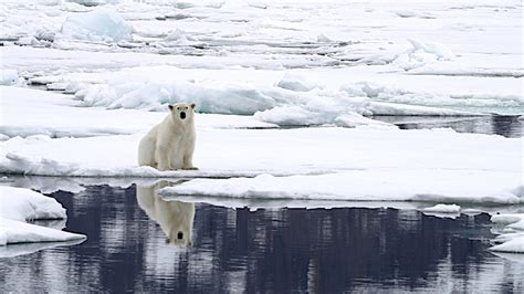 Polar Bear Reflections Svalbard 2023 Graham Boulnois