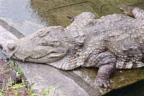 Babiya The Vegetarian Crocodile Is No More Devotees Flock To