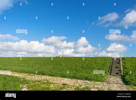 Dutch Dike With Sheep At The Wadden Island Terschelling Stock Photo Alamy