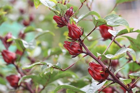 Premium Photo Roselle Fruits Or Jamaica Sorrel Or Hibiscus Sabdariffa