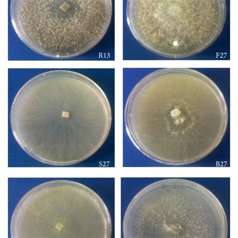 Morphological Types Of B Cinerea B Mycelial Growth On Potato