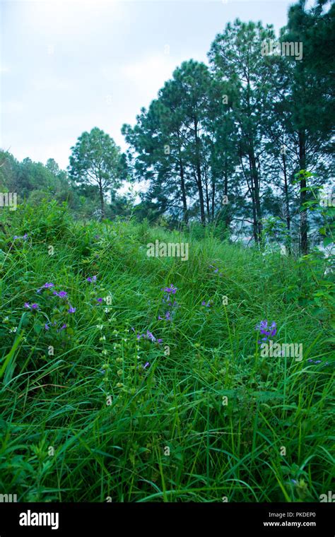 Green Grass and Forest Flower Stock Photo - Alamy