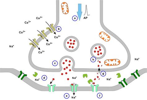 Chemische Synapse Diagram Quizlet