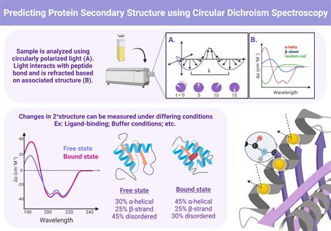 Predicting protein secondary structure using Circular Dichroism ... 
