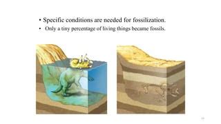 History Of Fossils Process Of Fossilization Ppt