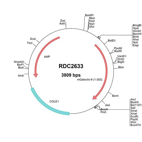 Mouse Galectin 9 NP 034838 VersaClone CDNA RDC2633 R D Systems