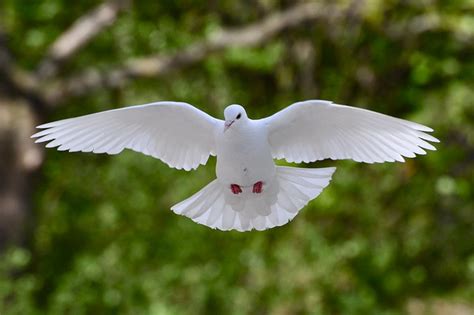 White Pigeon In Flight Flickr Photo Sharing