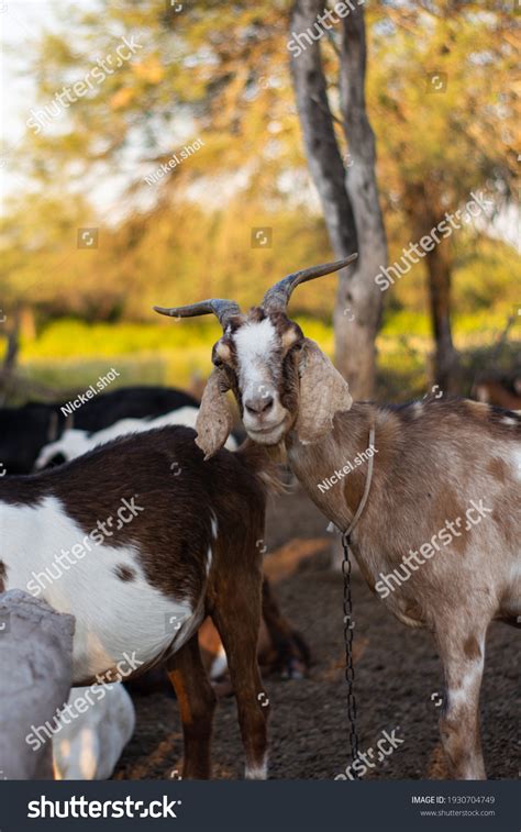 1389 Crazy Goat Images Stock Photos And Vectors Shutterstock