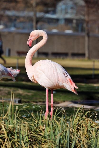 Premium Photo Side View Of A Flamingo In Lake