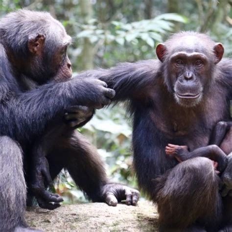 Reglas Y Regulaciones Del Parque Nacional Akagera Ruanda