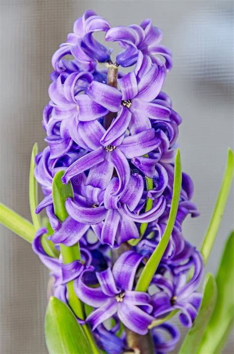 Mauve Hyacinthus Orientalis Flowers Common Hyacinth Garden Hyacinth