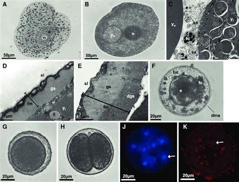 3 Oogenesis And Early Embryonic Development In The Undescribed Placozoa Download Scientific