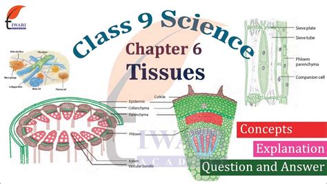 Class 9 Science Ncert Chapter 6 Tissues Youtube