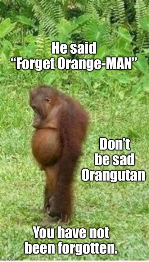 Sad orangutan Memes - Imgflip