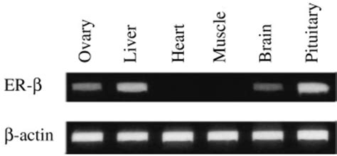 Reverse Transcription Polymerase Chain Reaction Analysis Of Common