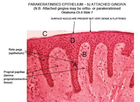 Mucogingival Junction Histology