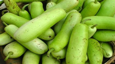 Bottle Gourd Benefits And Side Effects દૂધીના રસનું સેવન કરવાથી શરીર