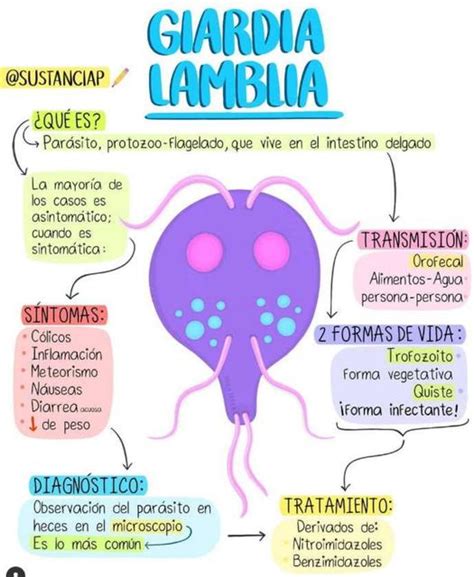 Giardia Lamblia Yudocorg Udocz