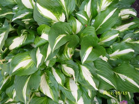 Pandoras Box hostas | Hostas, Hosta gardens, Garden makeover