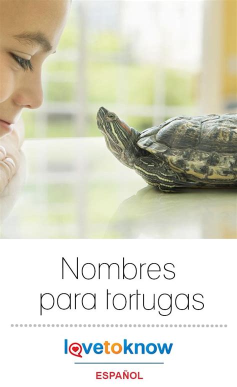 Nombres Para Tortugas Tortugas Nombres Para Mascotas Y Tortuga Mascota