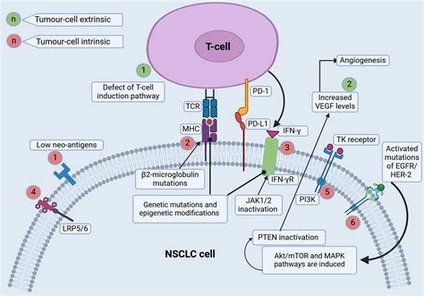 Mechanisms Of Immune Checkpoint Inhibitors Resistance In Non Small Cell