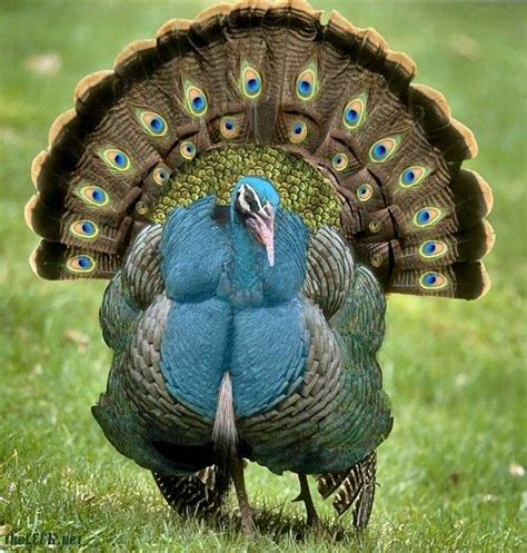 Peafowl / Turkey hybrid? - Page 2