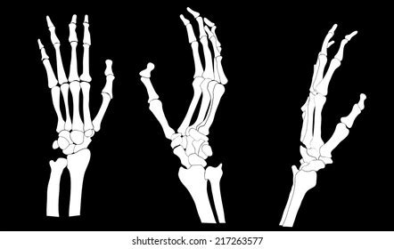 Skeleton Hands Anatomy