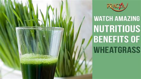 Amazing Nutritious Benefits Of Wheatgrass Youtube