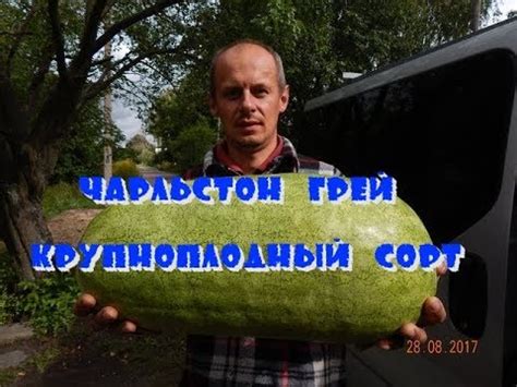 Чарльстон Грей. Сортовой крупноплодный арбуз. - YouTube