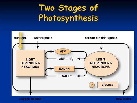 Stages Of Photosynthesis In Order