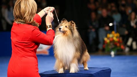 Unleashing the Best Dog Show Breeds: A Pawsome Guide