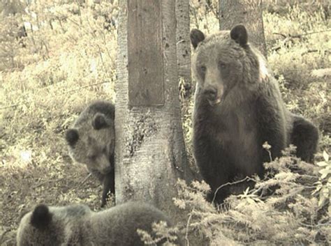 Measuring The Impact Of A Changing Climate On Threatened Yellowstone