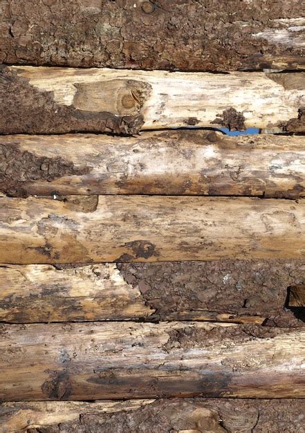 Premium Photo | Wood logs texture