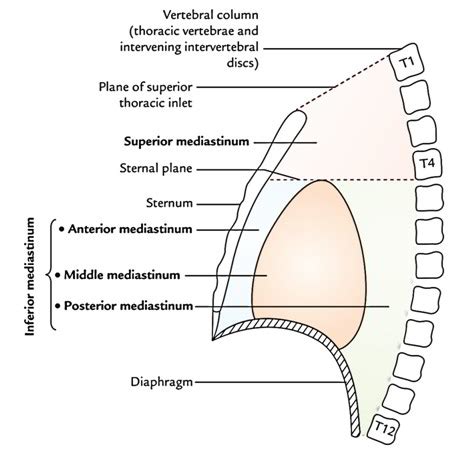 Superior Mediastinum – Anatomy, Boundaries And Content – Earth's Lab