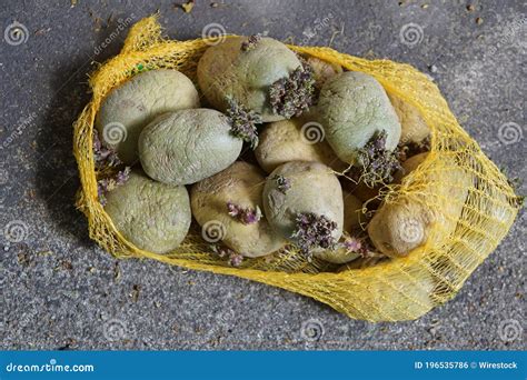 Disparo De Cerca De Papas Podridas En Un Saco Del Suelo Foto De Archivo