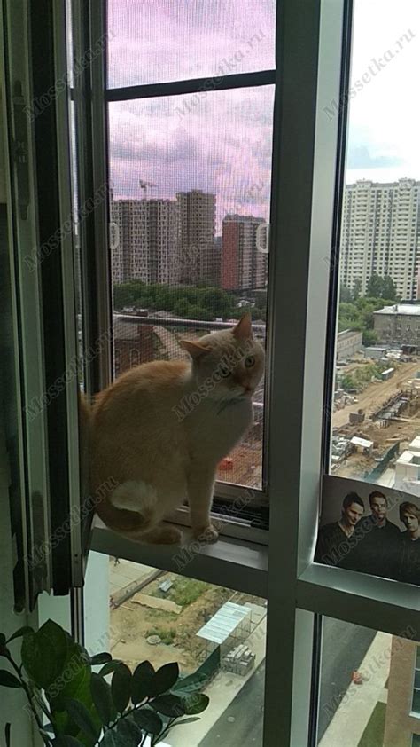 Установка москитной сетки «Pet Screen» (Антикошка)