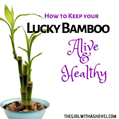 How to Keep your Lucky Bamboo Alive - The Girl with a Shovel