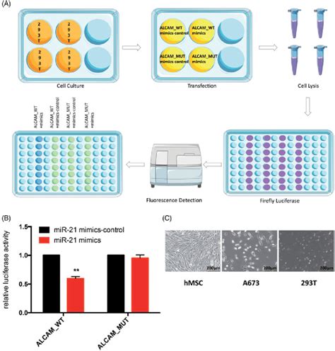 (A) Schematic diagram of luciferase reporter assay. The green dots ... 