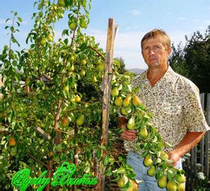 Купить грушу. Сорта груш для Оренбурга.
