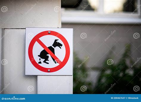 No Dog Walking Sign On A White Plastic Board Stock Image Image Of