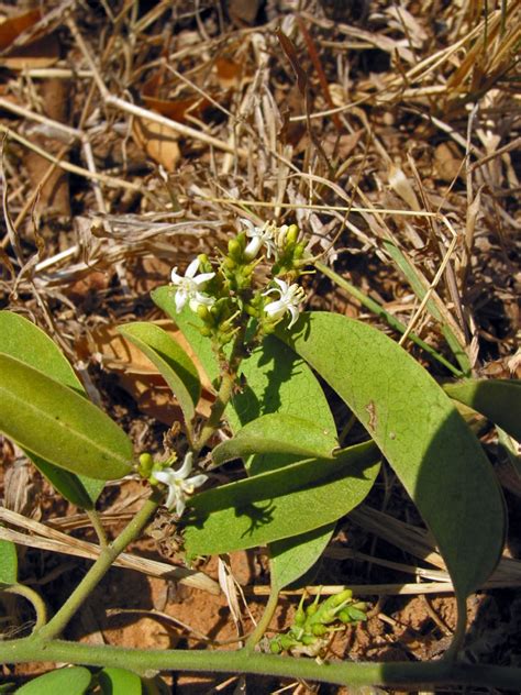 Olax scandens (Olacaceae) image 87969 at PhytoImages.siu.edu